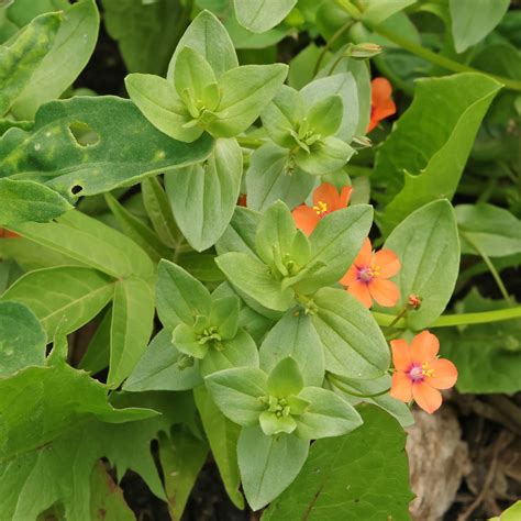 Anagallis arvensis (scarlet pimpernel)