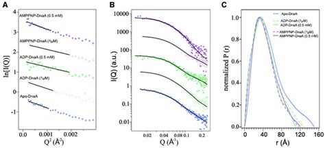 Saxs Parameters For Different Nucleotide Forms Of E Coli Dnaa Saxs