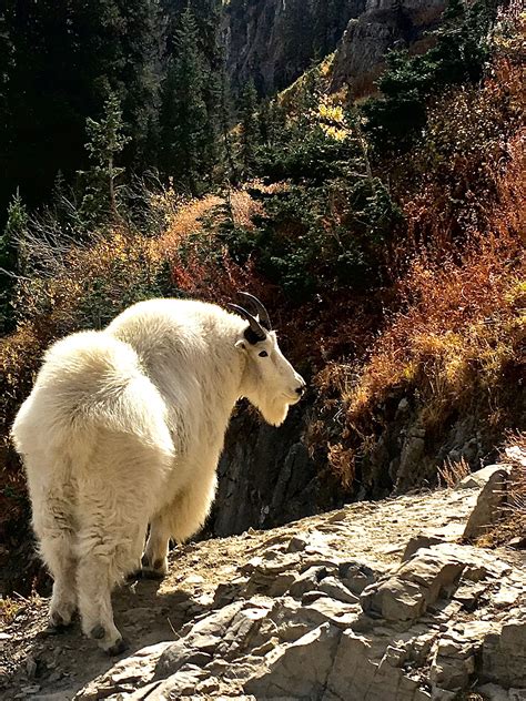 World Record Mountain Goat