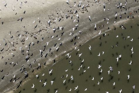 Deepwater Horizon Oil Spill: Five Years Later Wildlife Still Suffers ...