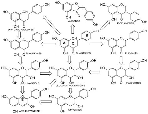 Core Phenyl H Chromene Scaffold Of Flavonoids Different Classes Of