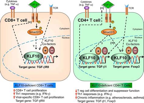 Fine Tuning Innate And Adaptive Immune Responses Another Klfhanger