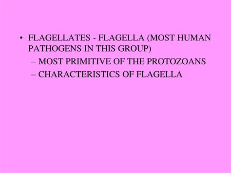 Ppt The Protozoa Powerpoint Presentation Free Download Id9241331