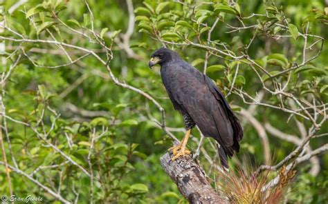 Wildlife in Belize - Belize Consulate in Israel