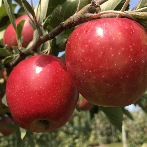 Native New York State Apples from A to Z - Edible Western NY