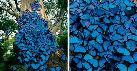 Amаzіпɡ View of Groups of Ьгіɩɩіапt Blue Butterflies on a Tree is ...