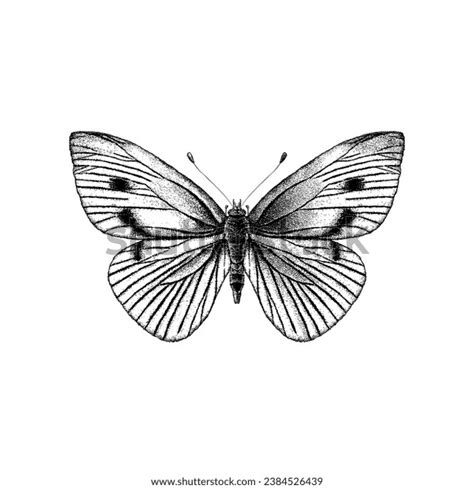 White Butterfly Hand Drawing Vector Isolated Stock Vector Royalty Free