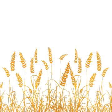 Yellow Wheat Field Yellow Wheat Field View PNG Transparent Image And