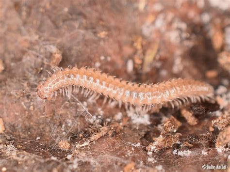 Haasea germanica hrbule pohorská Haaseidae hrbulovití Natura