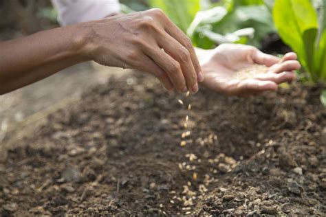 Sowing Seeds Outdoors In The Winter