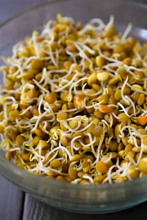 How To Sprout Lentils Recipe Cart