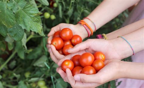 Veggie Garden Ideas To Wow Your Neighbours | Capricorn Beach