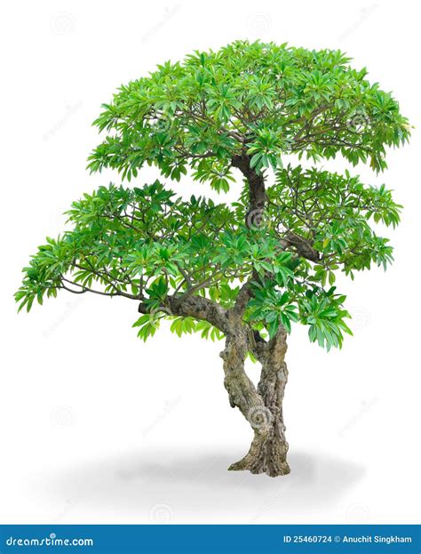 Isolated Champa tree stock photo. Image of ecological - 25460724