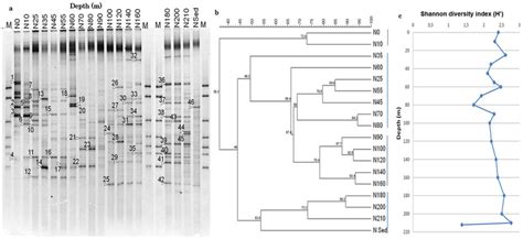 Denaturing Gradient Gel Electrophoresis Dgge Profiles Of Bacterial Download Scientific