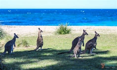 17 Best Beaches In New South Wales To Visit!