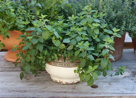 Vegetable Container Gardening - SproutedGarden.com