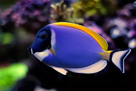 Powder Blue Tang Diet What Do They Eat Fishkeeping Forever