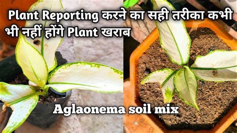 Aglaonema Plant Reporting Plant Reporting Tips Aglaonema Soil Mix