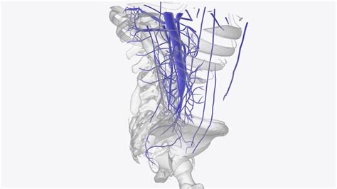 Premium Photo | The veins of the abdomen drain deoxygenated blood and ...