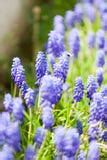 Grape Hyacinth Blue And Pink Stock Photo - Image of stems, garden: 14585320