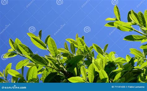 Seto Verde Enorme Del Laurel Que Sopla En El Viento Almacen De Video