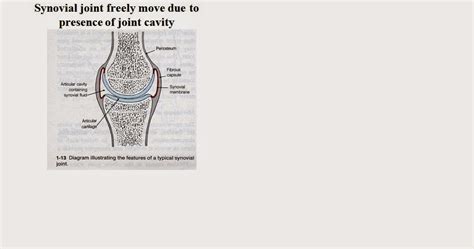 easyhumanatomy: Typical synovial joint : easy discussion about features