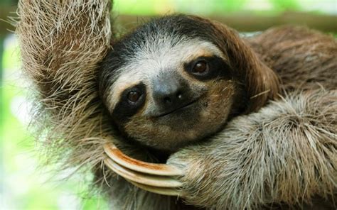 Sloths May Have The Answer To ‘superbugs Threatening Human Medical