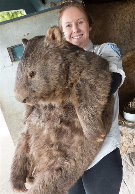 The World's Oldest, And Possibly Largest, Wombat Turns 29 - Newsweek