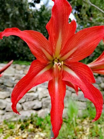 Costa Azzurra Alla Scoperta Del Giardino Botanico Di Val Rahmeh A