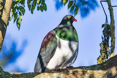 Kereru - a photo on Flickriver