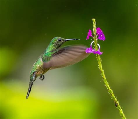 Colibrí En Vuelo Cerca De La Flor Foto Premium