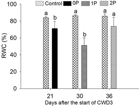 Relative Water Content RWC In Leaves Of The Rubber Tree Clone FX 3864