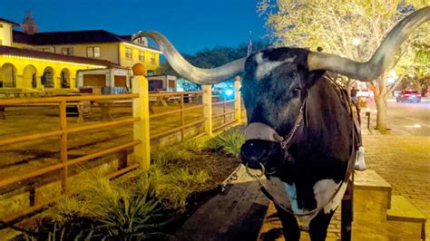 Complete First Timers Guide To The Fort Worth Rodeo Texas | Afternoon ...