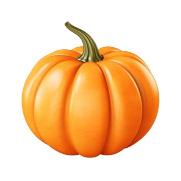 Pumpkin Illustration Set Hand Drawn Vector Vegetable Illustration