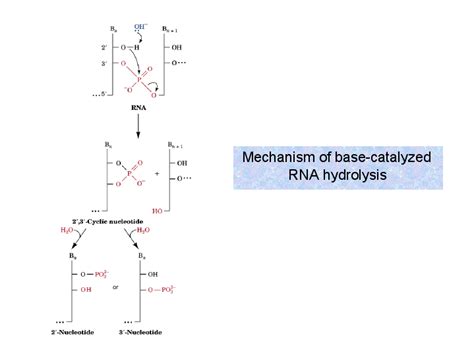 Mechanism Of Base Catalyzed Vrna Hydrolysis