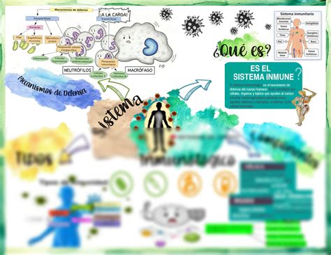 SOLUTION Anatomía I sistema inmunológico mapa mental definiciones y