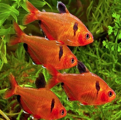 Serpae Tetra Hyphessobrycon Eques Care And Features