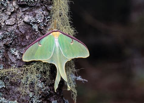 Saturniid Moths — Woodland Wanderland