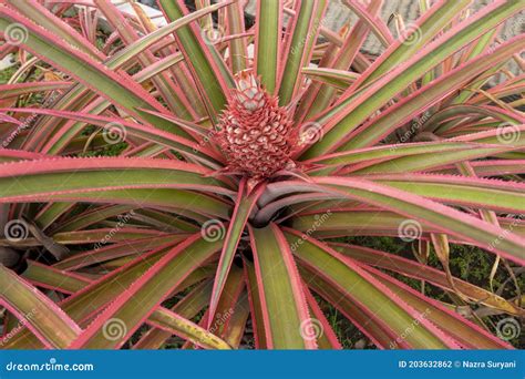 Red Pineapple This Fruit Is Included In The Type Of Flower Stock Photo