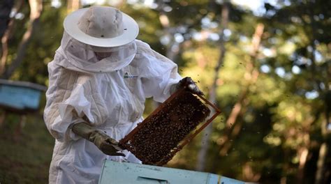 Apicultores Denunciam Mortandade De Abelhas Por Agrot Xicos Agroemdia