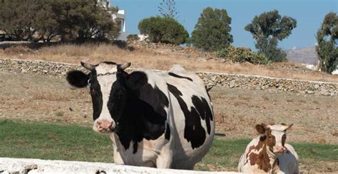 From Mykonos Ano Mera Farm Tour GetYourGuide