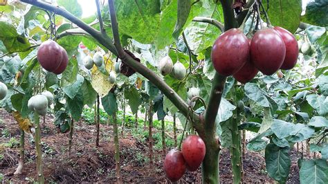 En Chantaco, Loja, desarrollan cultivo de tomate de árbol – Radio Luz y ...