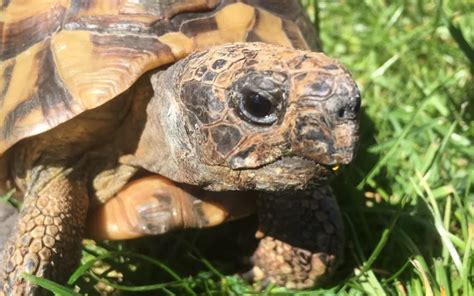 How To Safely Trim Your Tortoise S Beak Reptile Jam