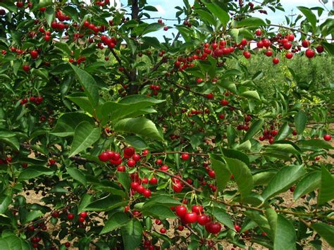 Prunus Tree Fruit | Fruit Trees