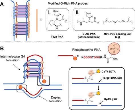 Overview Of The PNA Modifications Described In This Section Employed To