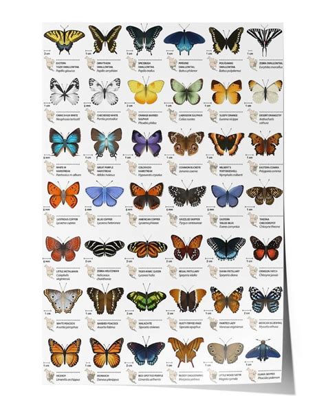 Butterflies of north america poster – Artofit