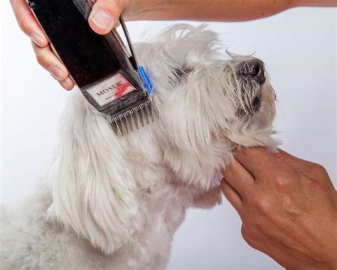 Pueden Los Perros Usar Cortadoras De Cabello Humano