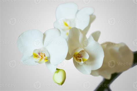 White Orchid flowers 21137002 Stock Photo at Vecteezy