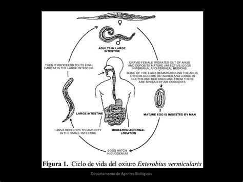 2 Enterobius Vermicularis Ppt