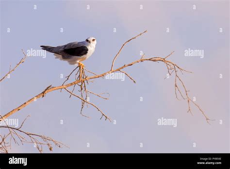 Hunting In Nature Hi Res Stock Photography And Images Alamy